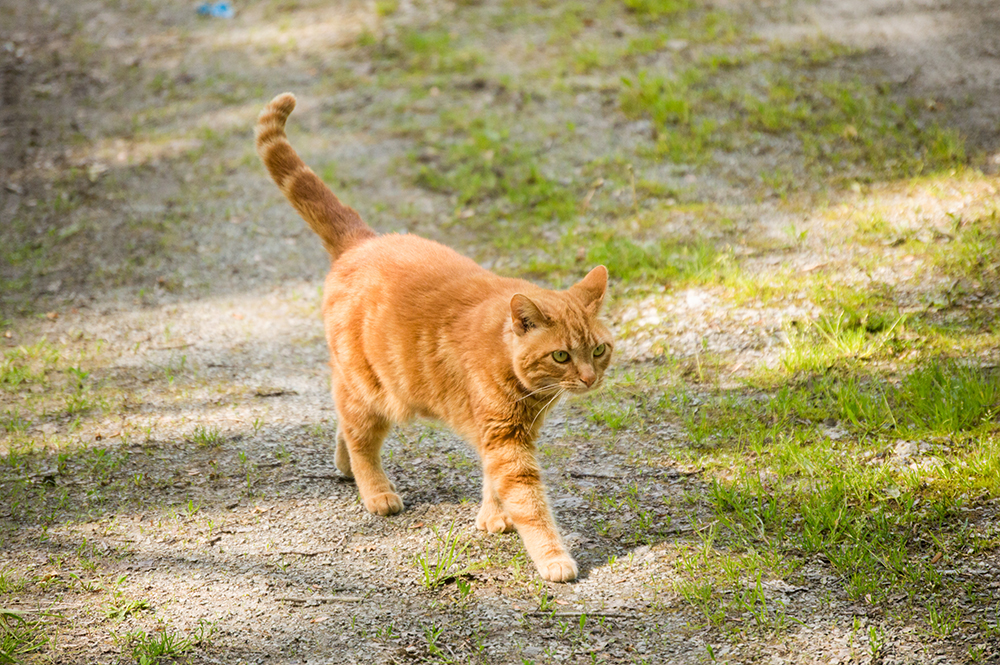 Polydactyl orange tabby cat walking outdoor