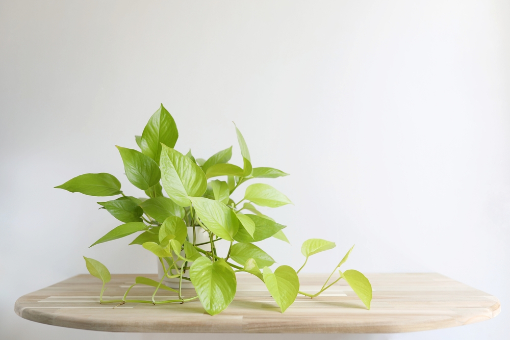 pothos plant on table