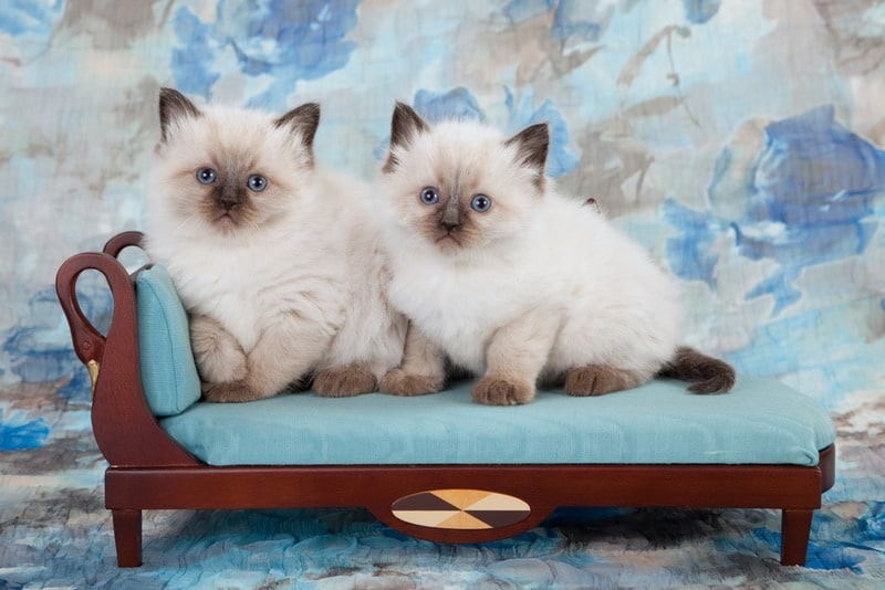 Ragdoll Cats as Pets: Ragdoll Cat Information, Where to Buy, Care,  Behavior, Cost, Health, Training, Grooming, Diet and a whole lot more! A  Complete