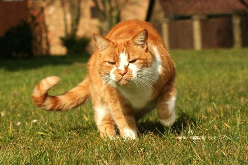 red tabby cat in pain walking on the grass outside
