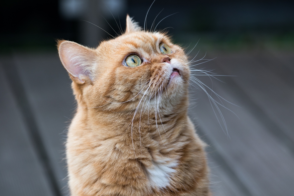 red tabby flat face cat looking up
