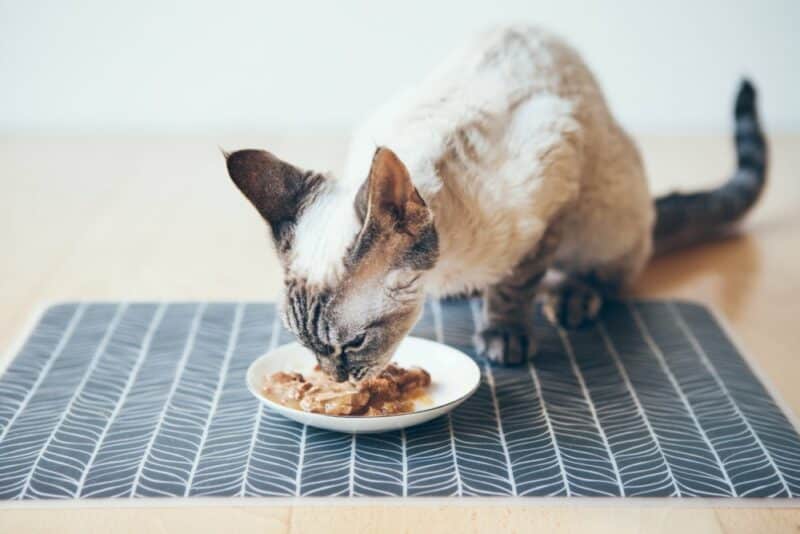 CatGuru Cat Food Mat, Small & Large Pet Food Mat, Waterproof Cat