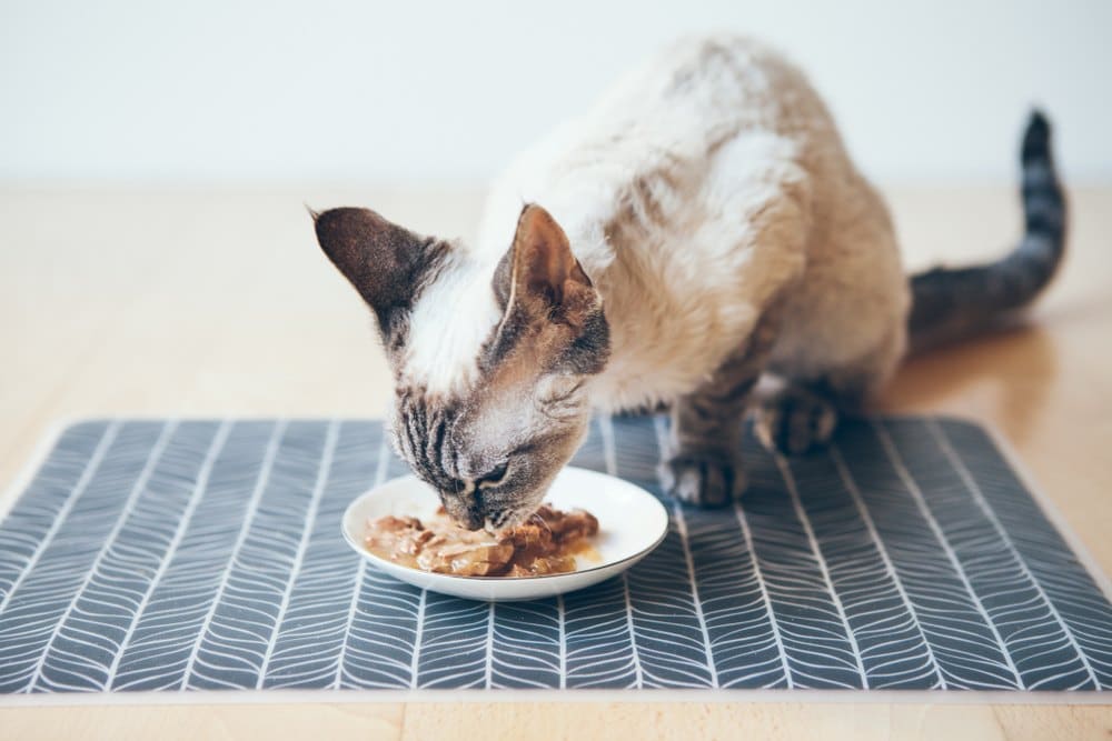 9 Best Cat Feeding Mats of 2024 - Reviews & Top Picks - Catster