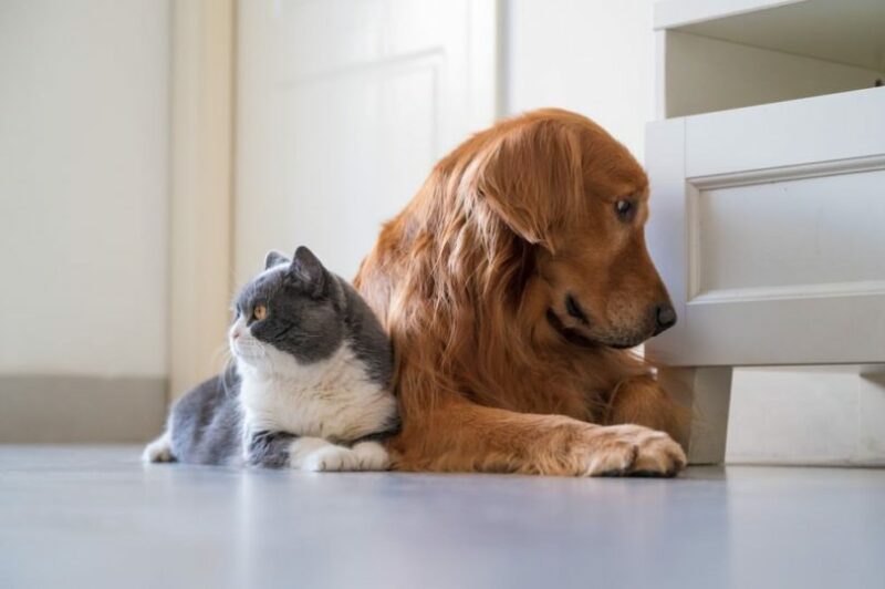How Do Cats Play With Dogs? Body Language & Behaviors Explained