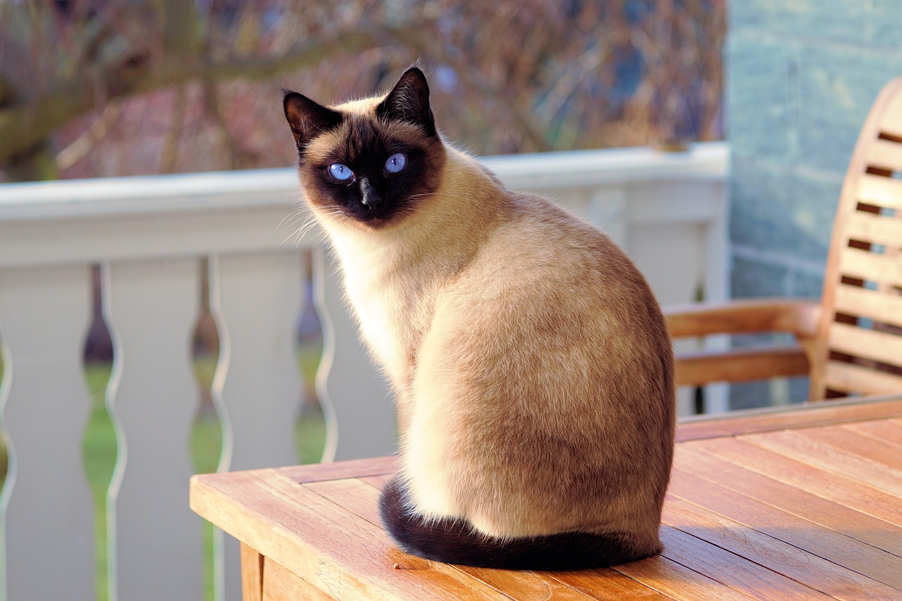 siamese cat sitting on a wooden table outdoors
