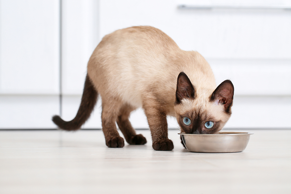 How Much Should You Feed a Kitten? Vet-Approved Chart - Catster