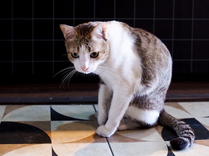 8 Signs Your Cat Is Secretly Mad At You That Are Super Subtle