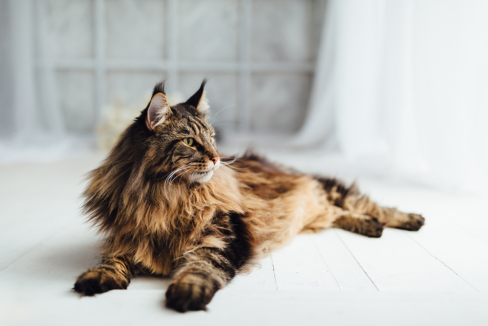smoked longhaired Maine Coon cat lying indoor