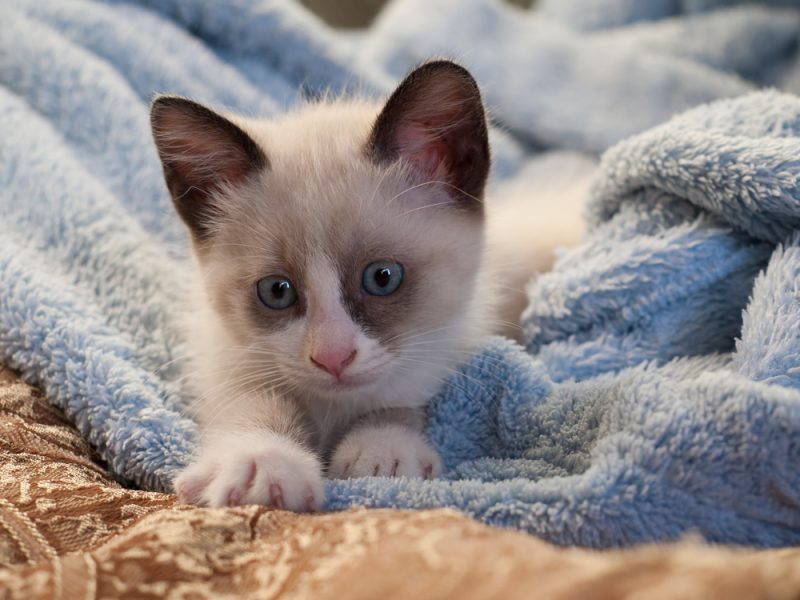 snowshoe kitten on a blanket