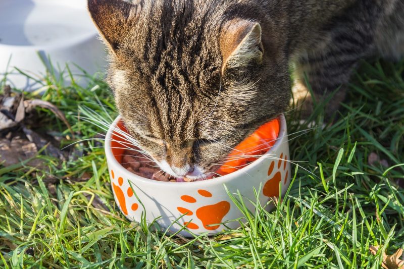 tabby cat eating from a bowl outside