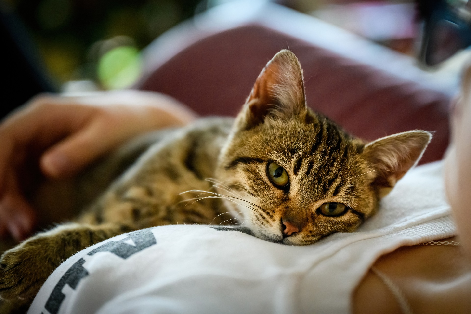 tabby cat lying on a womans chest