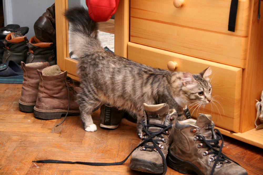 tabby-cat-pees-on-shoes