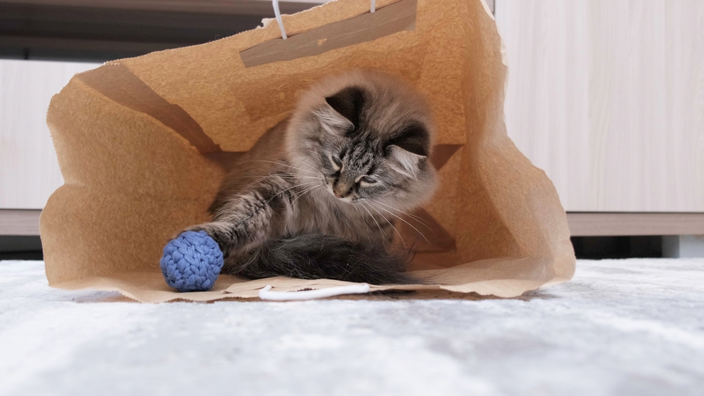 tabby cat playing a ball toy in the paper bag