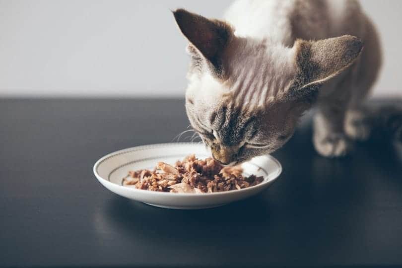 Avis et test : CONCEPT FOR LIFE Kitten En Sauce