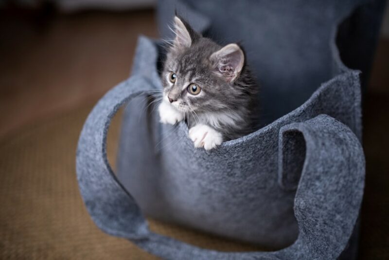 Cats Animals Pets Fleece Art Handbag: 'Mysticool Cat' Fleece Handbag