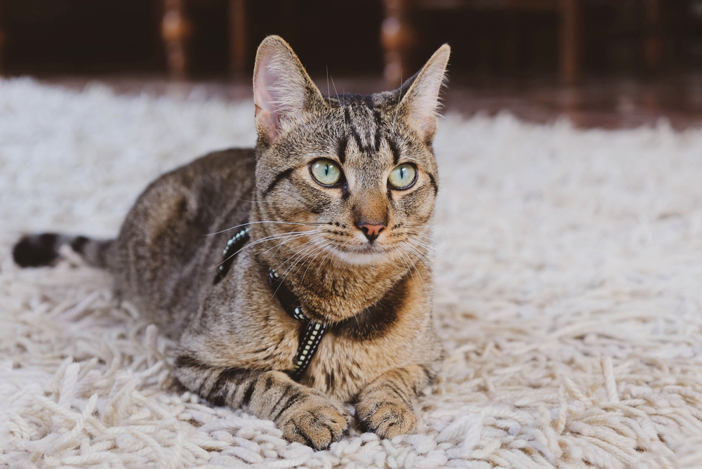 tabby with green eyes laying on a rug