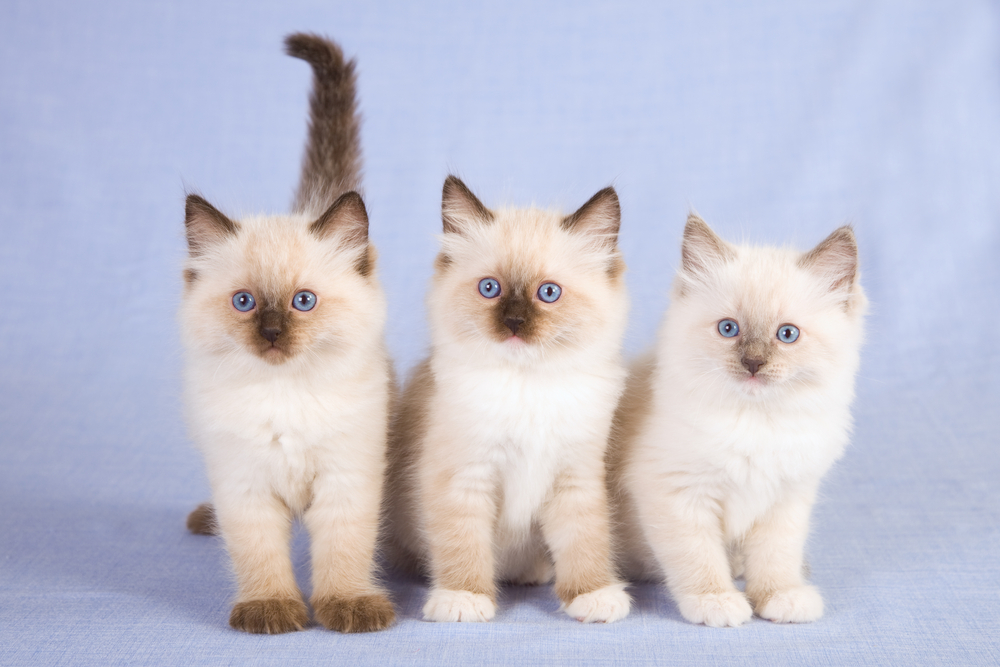 three Ragdoll kittens on blue background