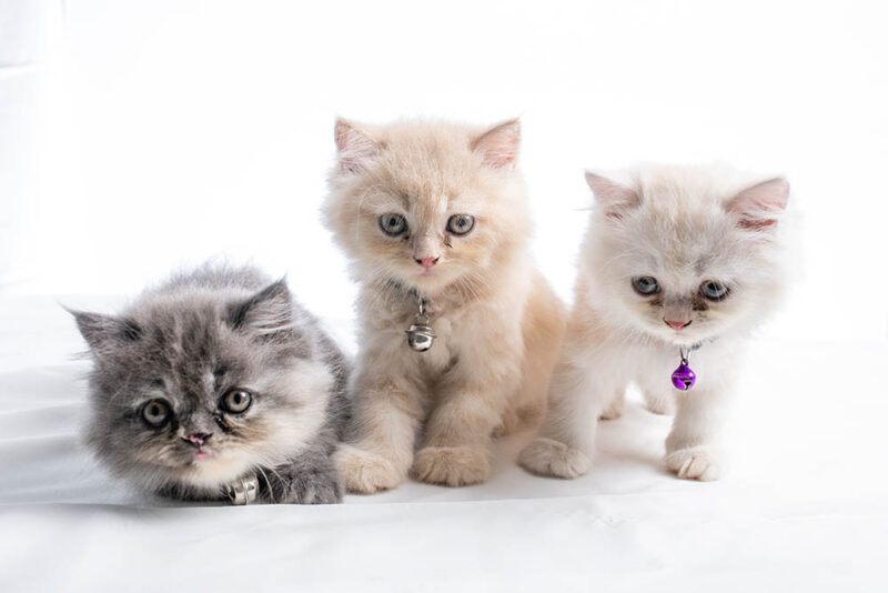 Persian Cat For Sale : Buy Persian Kittens Online At Best Price