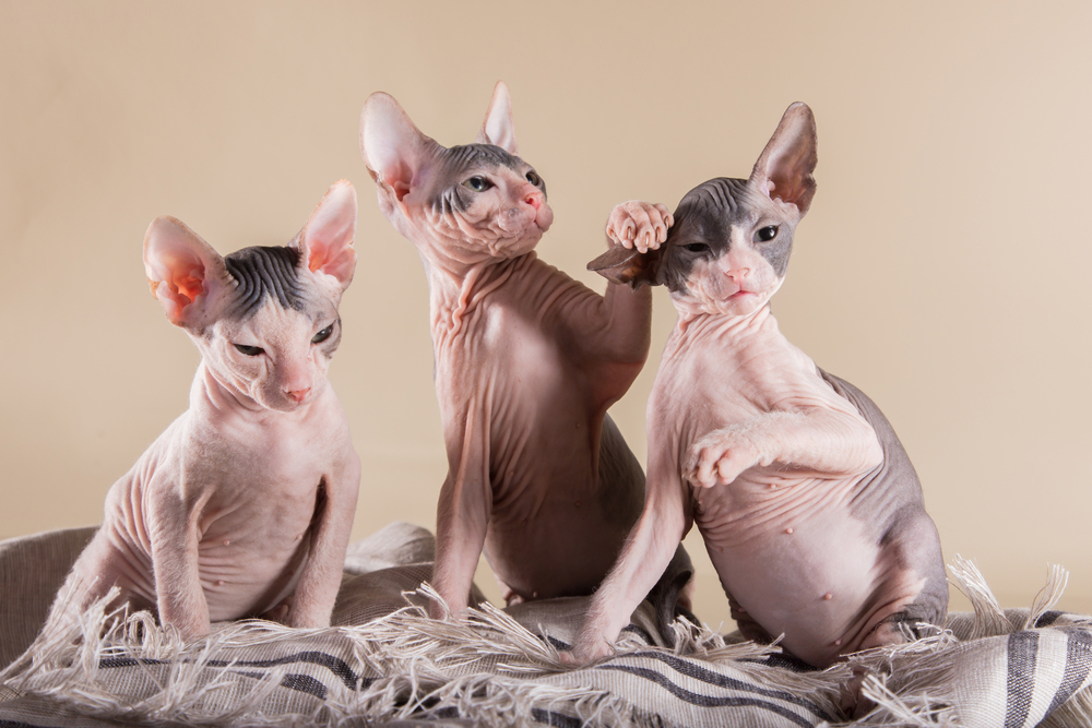 three sphynx cats kittens