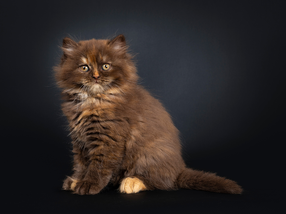 tortie British Longhair cat