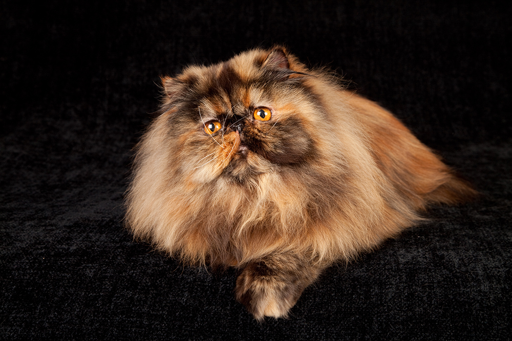 Tortie Persian cat
