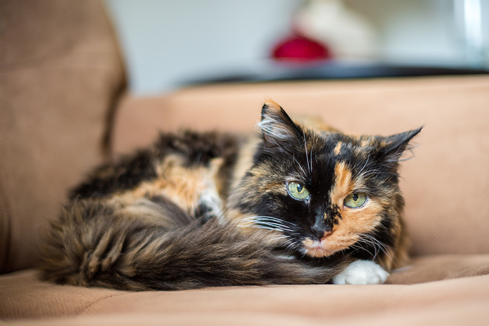 tortoiseshell cat on a sofa