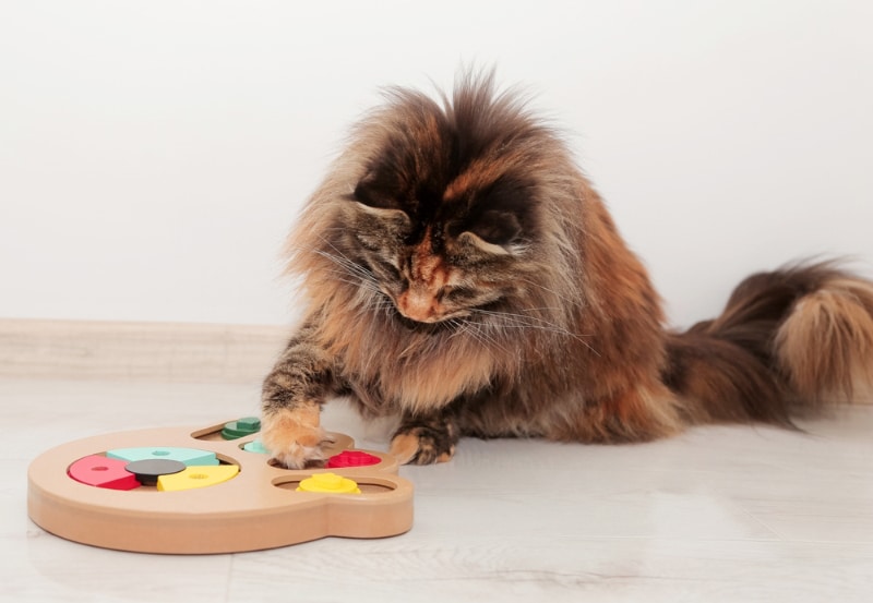https://www.catster.com/wp-content/uploads/2023/11/tortoiseshell-maine-coon-cat-playing-with-puzzle-feeder-toy_Maximilian100_Shutterstock.jpg