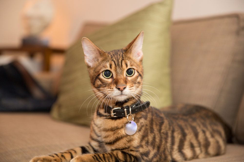 toyger cat with collar lying on couch
