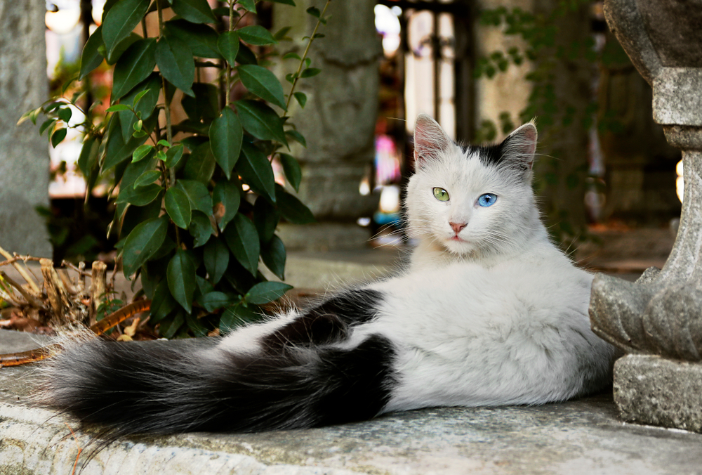 turkish angora cat odd eyes