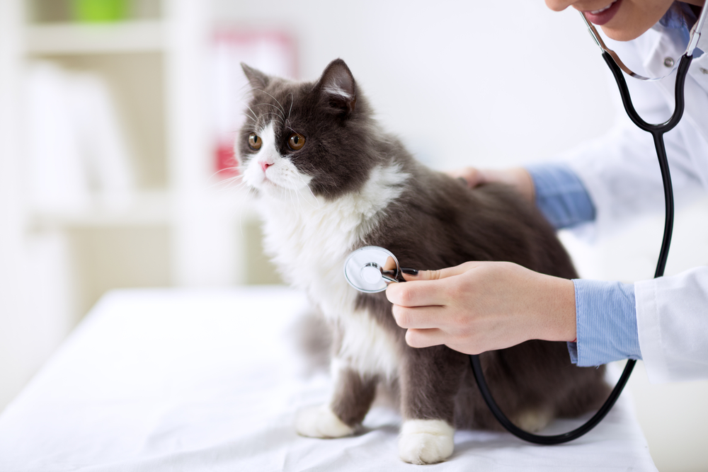 tuxedo cat being checked by vet