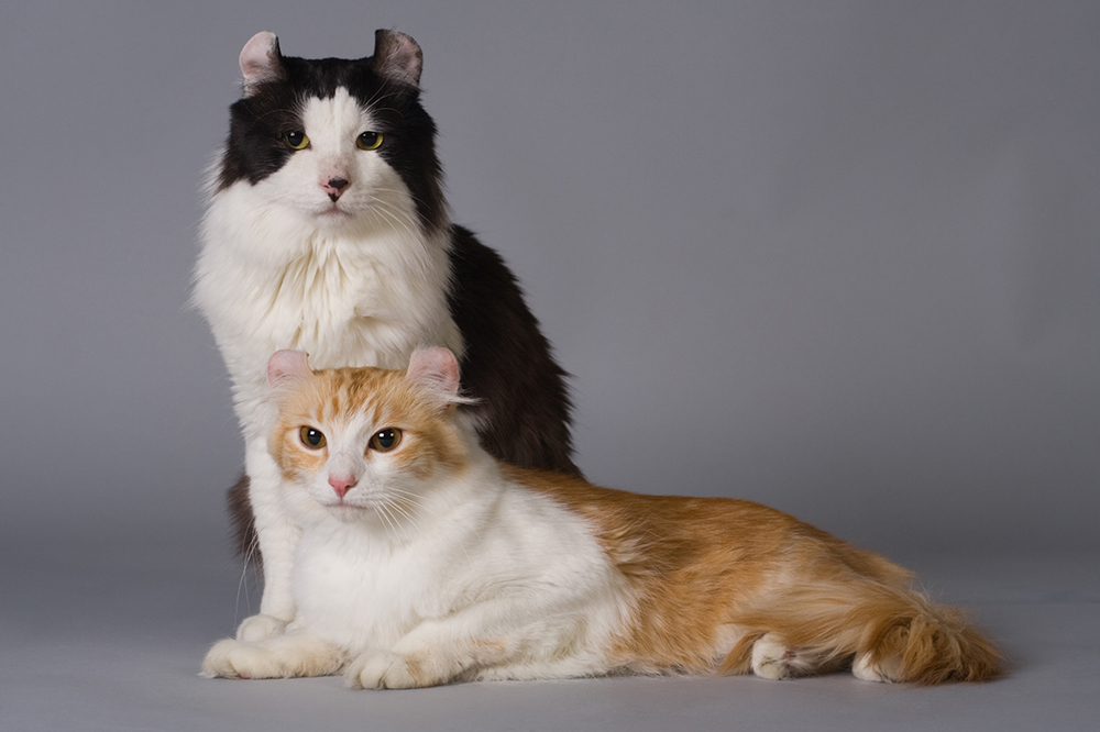 two american curl cats in the studio
