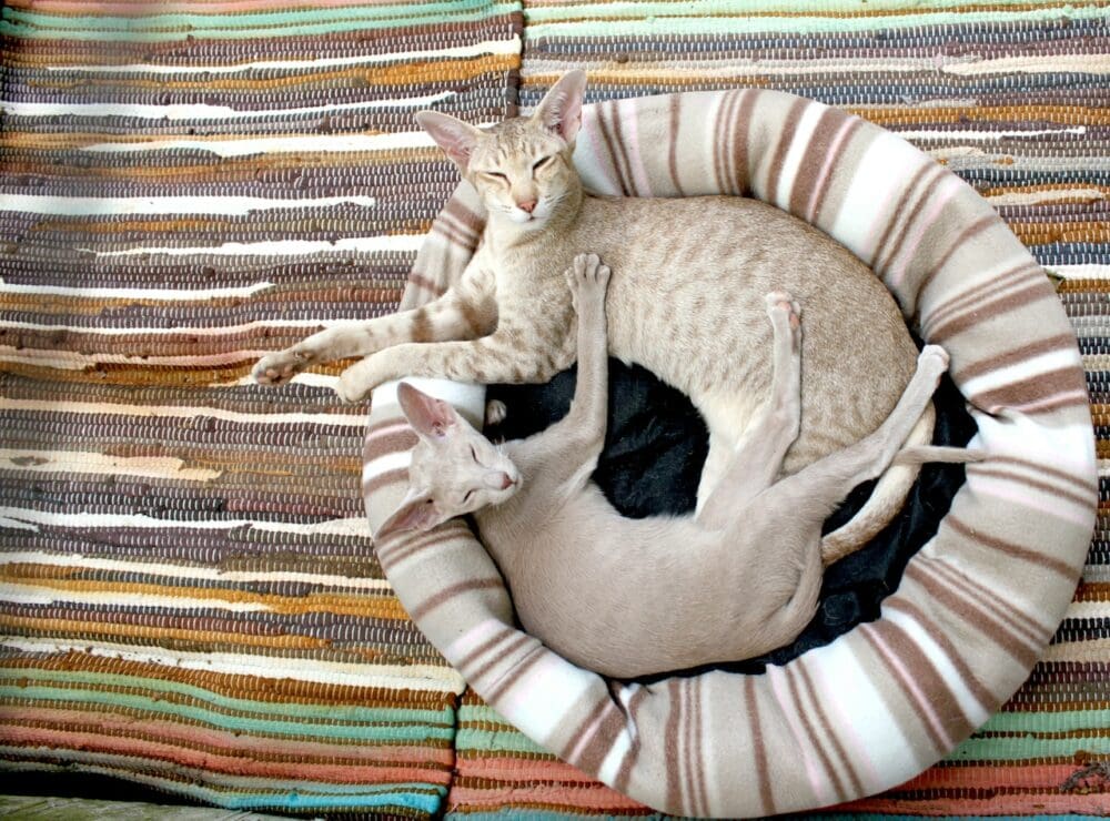 https://www.catster.com/wp-content/uploads/2023/11/two-cats-in-a-cat-bed-Pixabay-Pexels-e1660542073718.jpg