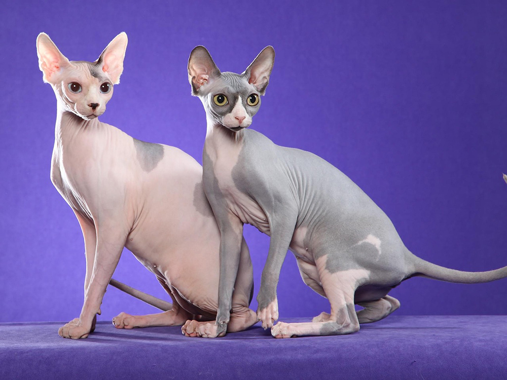 two sphynx cats posing on purple background