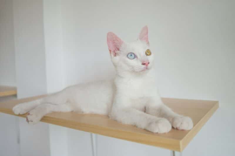 https://www.catster.com/wp-content/uploads/2023/11/white-cat-on-wall-shelf_Chomphuphucar_Shutterstock-800x533.jpg