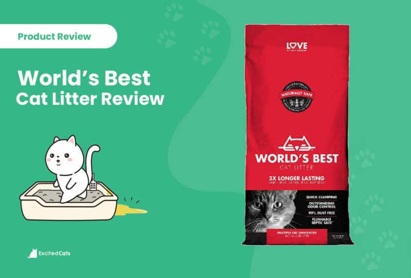 World Best Cat Litter Reviews 800x541 