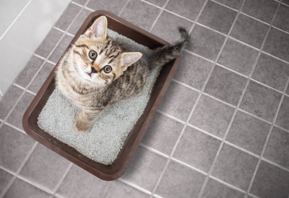 How To Clean a Litter Box: Tips for a Fresher Home and a Happier Cat