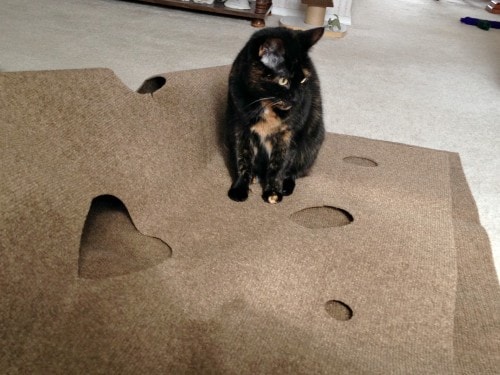 Ripple Rug Cat Activity Mat Review - Purrs of Wisdom with Ingrid King