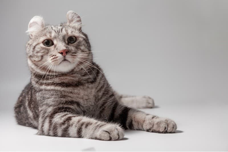 Tabby Cat: Facts, Origin & History (With Pictures) - Catster