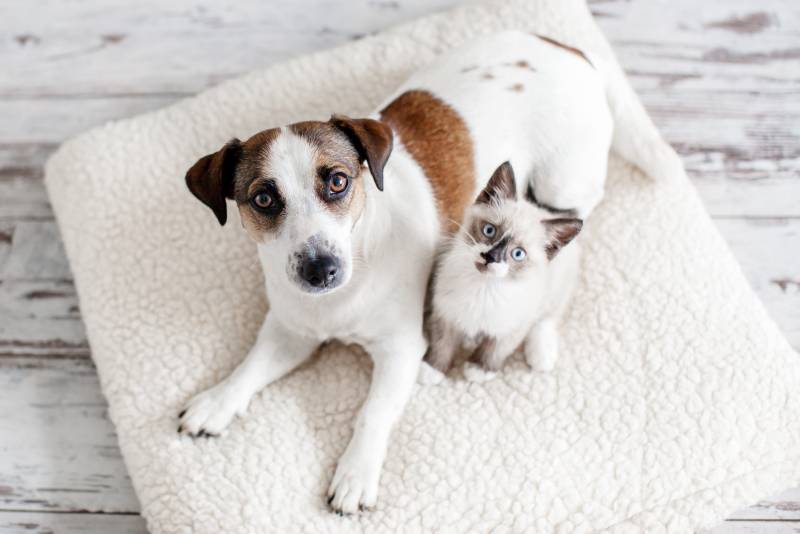 Beautiful dog and a small cat are sitting on a soft white pillow