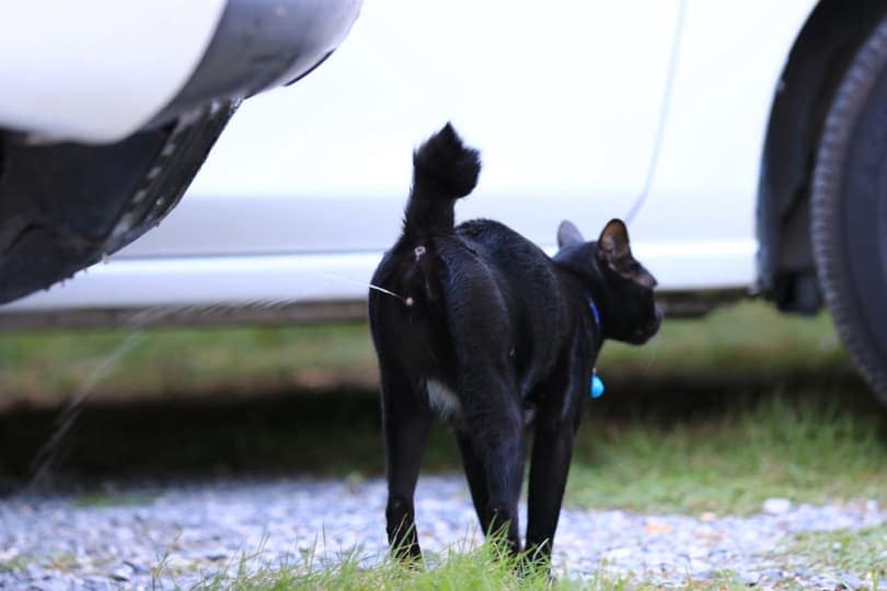 Black-cat-peeing-at-garden