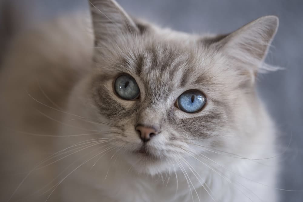 How Much Does It Cost to Own a Ragdoll Cat? (2024 Price Guide) - Catster