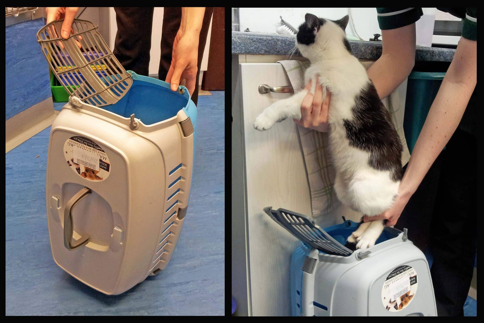 https://www.catster.com/wp-content/uploads/2023/12/Cat-Carrier-Picture-Example-For-Buyer_s-Guide-scaled-1-scaled.jpg