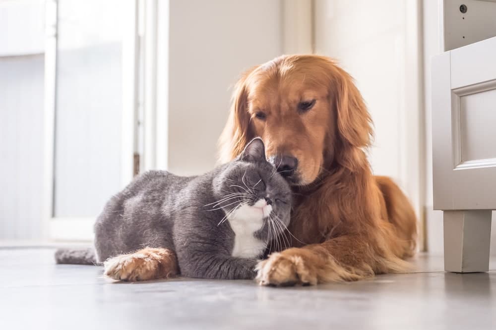 How Do Cats Play With Dogs? Body Language & Behaviors Explained - Catster