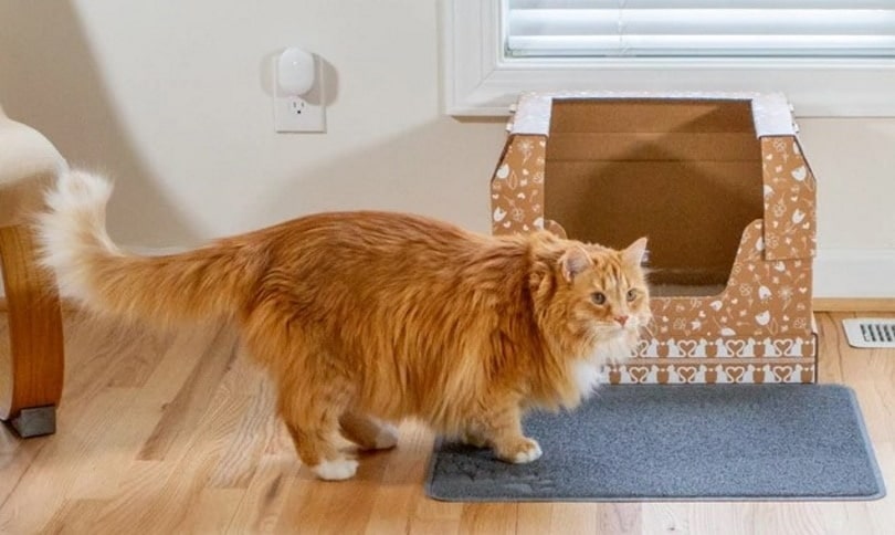 https://www.catster.com/wp-content/uploads/2023/12/Cat-infront-of-Kitty-Poo-Club-litter-box.jpg