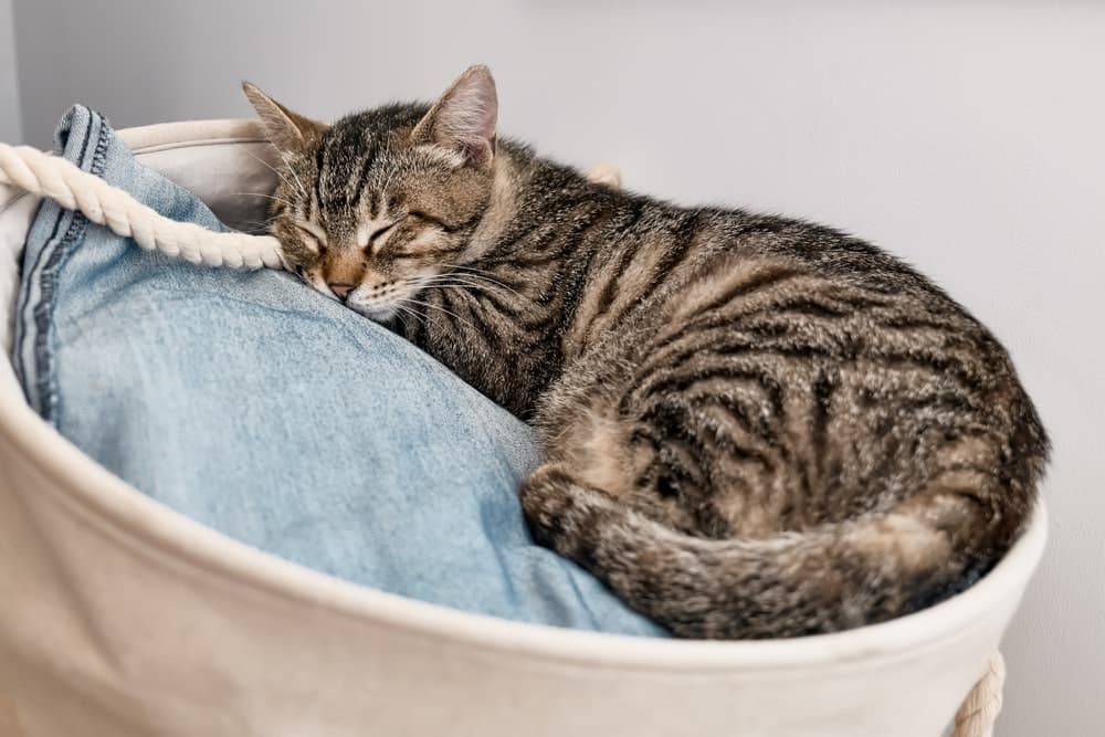 Are Weighted Blankets Safe for Cats? Vet-Approved Facts & FAQ