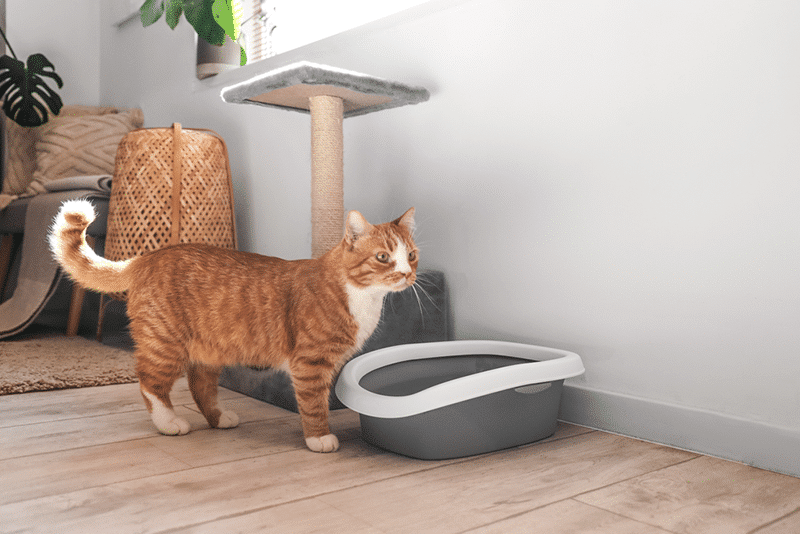 How Do Cats Know to Use the Litter Box?