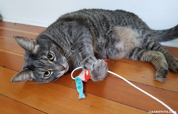 25 Free DIY Cat Toys You Can Make at Home (With Pictures) - Catster