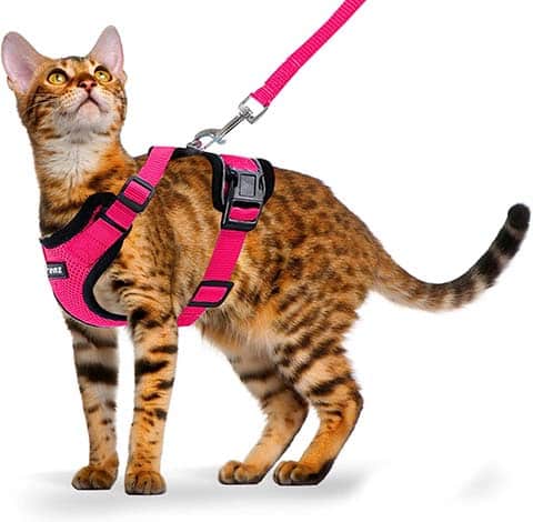 10 Best Cat Harnesses of 2024 - Reviews & Top Picks - Catster
