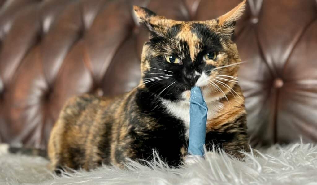 https://www.catster.com/wp-content/uploads/2023/12/Hepper-Blue-Catnip-Stick-Toy-Domestic-Shorthair-Tortoiseshell-Cat-1024x598-2.jpg