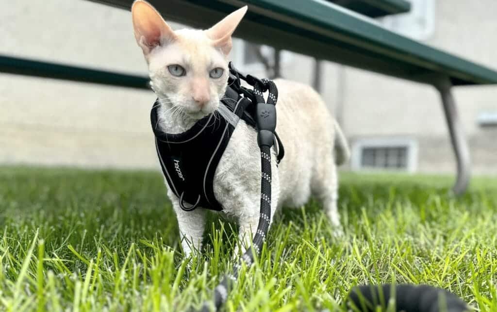 The 9 Best Cat Harnesses of 2024
